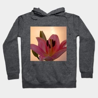 Lily on Orange, studio Pink  Flower close up Hoodie